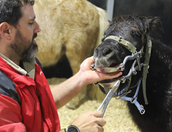 horse dental FAQs for owners